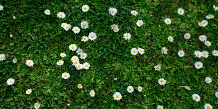 A Serene Spring Morning: A Stroll to the Allotment