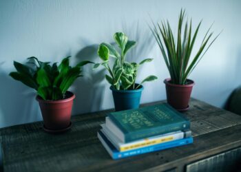 Unlocking the Secrets to Thriving with Gynura Aurantiaca: A Comprehensive Guide to Care and Cultivation