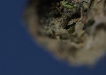 The Evolution of Mood in the Wellness & Legal THC Landscape