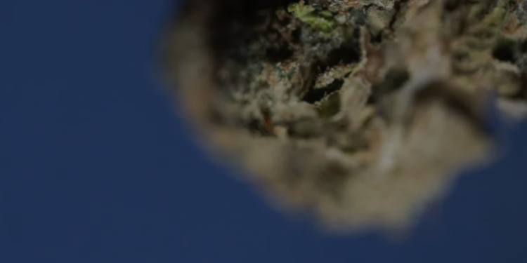 The Evolution of Mood in the Wellness & Legal THC Landscape