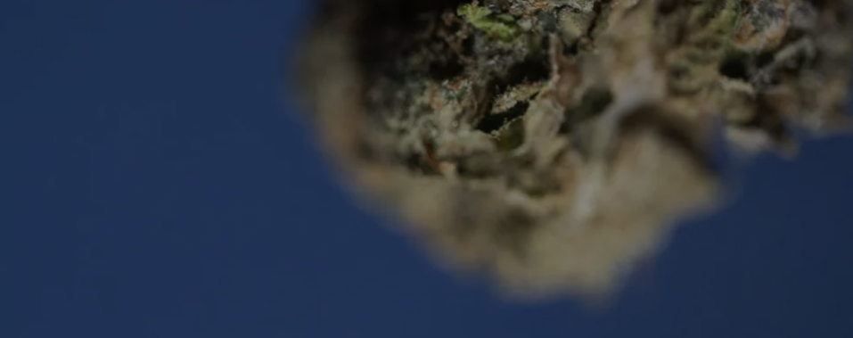 The Evolution of Mood in the Wellness & Legal THC Landscape