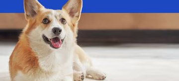A Comprehensive Look at Pet Care Excellence through Chewy