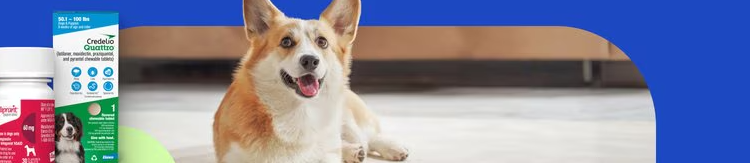 A Comprehensive Look at Pet Care Excellence through Chewy